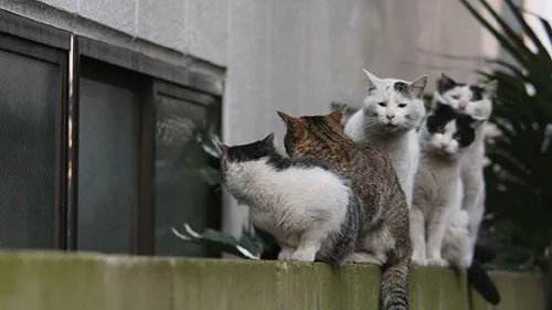 楼下那只野猫,到底该怎么处理 楼下那只野猫,到底该怎么处理