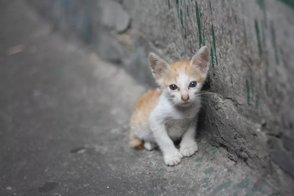 楼下那只野猫,到底该怎么处理 楼下那只野猫,到底该怎么处理