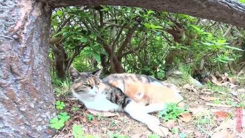 楼下那只野猫,到底该怎么处理 楼下那只野猫,到底该怎么处理